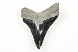 Sharp, Juvenile Megalodon Tooth - South Carolina #196093-1